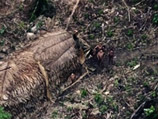 В джунглях Амазонки увидели со спутника и сняли неизвестное племя индейцев (ВИДЕО) В джунглях Амазонки увидели со спутника и сняли неизвестное племя индейцев (ВИДЕО)