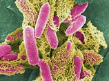 Франция запретила продажу злаков из Британии из-за штамма E.Coli Франция запретила продажу злаков из Британии из-за штамма E.Coli