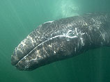 В 2010 году у берегов Испании и Израиля были замечены серые киты, которые в настоящее время обычно обитают лишь в Тихом океане