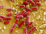 Кишечная бактерия E.coli проникла в бутылки с минеральной водой Кишечная бактерия E.coli проникла в бутылки с минеральной водой
