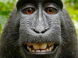 Макака в джунглях Индонзеии украла у англичанина камеру и сняла себя на ФОТО
