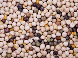 Евросоюз запретил импорт семян из Египта - именно оттуда пришла смертоносная кишечная палочка