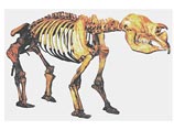 В Австралии ученые обнаружили скелет гигантского "вомбата на стероидах"