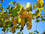 Обществу принадлежит 27 га виноградников, 33 га земель сельхозназначения и права аренды на 160 га земель поселений, где ведется строительство винодельни и шато для дегустации вин