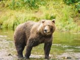 На Камчатке бурый медведь напал на женщину На Камчатке бурый медведь напал на женщину