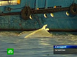 Подъем "Булгарии" может пролить свет на загадки крушения. Мать, лишенная сына: власти успели устроить показуху для ТВ Подъем "Булгарии" может пролить свет на загадки крушения. Мать, лишенная сына: власти успели устроить показуху для ТВ