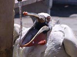 Пеликану на Крите "повезло" больше, чем кенгуру в Ирландии - его напоили не до смерти, но до комы