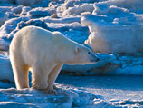В Норвегии белый медведь напал на британских туристов: один погиб, четверо ранены