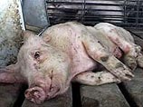 Кропоткинская краевая ветлаборатория подтвердила наличие вируса африканской чумы свиней от павших свиней в Крыловском районе Краснодарского края