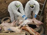 В Крыловском районе Краснодарского края свиньи заболели африканской чумой