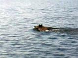 В Саратове плывущий по Волге дикий кабан распугал рыбаков (ВИДЕО)