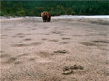 Медведь напал на группу туристов на Камчатке - двое погибших