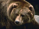 Трех годовалых медвежат и медведицу, убившую накануне двух человек, застрелили охотоведы на Камчатке в воскресенье