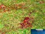 Пятеро грабителей-азиатов избили мужчину бутылками и изнасиловали его девушку в столичном парке