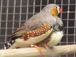 Отношения между птицами-гомосексуалами так же прочны, как и между "натуралами", выяснили ученые