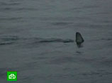 Свидетели говорят, что акула была длиной до 4 метров с бочкообразным телом и большими плавниками
