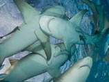 Атака акул у берегов Приморья взбудоражила ученых