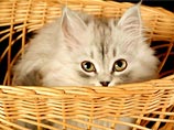 Ученые: кошачий паразит порабощает людей, делая их слугами четвероногих любимцев Ученые: кошачий паразит порабощает людей, делая их слугами четвероногих любимцев