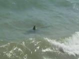 Отдыхающие на пляжах Приморья боятся акул, но все равно купаются