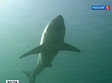 Отловом акул-людоедов у побережья Приморского края займутся профессиональные рыбаки