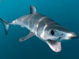 В Приморье, где отдыхающих терроризируют акулы-людоеды, рыбаки выловили двухметровую акулу и выложили фото