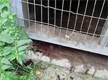 Под Петербургом командир военчасти расстрелял служебных собак, чтобы скрыть махинации Под Петербургом командир военчасти расстрелял служебных собак, чтобы скрыть махинации