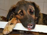 Тамбовский чиновник избавился от бездомной собаки, привязав ее к бамперу и протащив по асфальту
