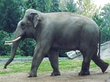 Власти Шри-Ланки завершили перепись слонов: насчитали почти 6 тысяч