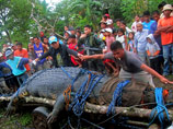 Жители Филиппин три недели охотились на крокодила с рекордным весом в тонну (ВИДЕО)