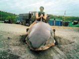 Браконьеры в Приморье поймали пятиметровую акулу