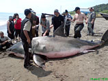 По словам ученого, на снимке в приморской газете "Тихоокеанский комсомолец" действительно белая акула, но она была поймана не на южном побережье Приморья в конце августа 2011 года, а на Сахалине в 2007 году