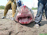 Ученый раскрыл обман с пойманной в Приморье акулой-убийцей: интернету подложили устаревшую рыбу (ФОТО)