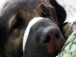 Завели дело на тамбовского чиновника, тащившего собаку по асфальту на машине Завели дело на тамбовского чиновника, тащившего собаку по асфальту на машине