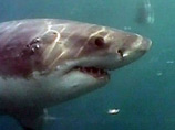 Специалисты из оперативного штаба по поимке акул в Приморье, созданного после трех нападений на людей, выловили под Находкой хищницу, длина которой превышает два метра