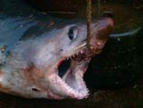 Ученые определили, что пойманная в Приморье двухметровая акула, о которой раструбили СМИ, относится к виду сельдевых, представители которого часто встречаются в водах края и обычно не нападают на людей
