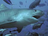 Двухметровая тигровая акула прокусила ногу французскому дипломату в Океании 