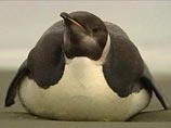 Пингвин, добравшийся до Новой Зеландии и отправленный восвояси, погиб в родной среде обитания