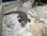 На данный момент стражи правопорядка поймали 22 крокодила. Вес некоторых их них составляет 400 килограмм На данный момент стражи правопорядка поймали 22 крокодила. Вес некоторых их них составляет 400 килограмм