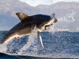 В Приморье рыбаки поймали двухметровую акулу-мако: от такой хищницы пострадал местный житель