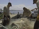 Более 3000 акул погибли в браконьерских сетях у берегов Техаса 