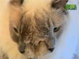 Двуликий кот установил мировой рекорд и вошел в книгу Гиннесса (ВИДЕО)