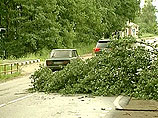 МЧС предупреждает о возможном падении деревьев в Москве и Подмосковье