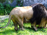 В Калининградском зоопарке льва накормили мертвым жирафенком на глазах у детей