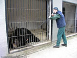 В Киевском зоопарке неспокойно: там очередной побег, но обошлось без смертей