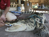 Сбежавшие крокодилы большей частью молодые, не более метра в длину. При этом они выросли в неволе, и у них нет инстинкта, который бы им подсказал напасть на человека