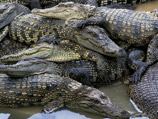 Новый побег крокодилов в Таиланде - сто "очень спокойных" рептилий уплыли из-за наводнения