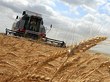 Мировые цены на пшеницу взлетели более чем на 8% после заявления первого вице-премьера РФ Виктора Зубкова о возможном ограничения экспорта зерна, если его поставки за рубеж превысят 23-24 млн тонн