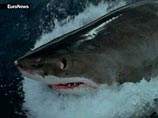 В прибрежных водах Приморья начали размножаться белые акулы