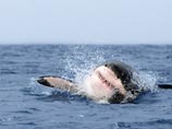Американский серфингист несколько секунд покатался на спине акулы