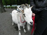 В Швейцарии за неделю до выборов с фермы украли талисман праворадикалов - козла Цоттеля
